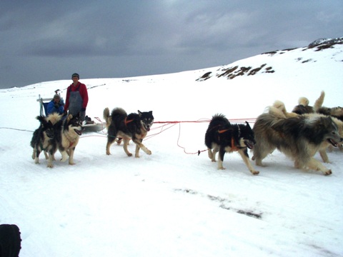 Modkrende hundeslde